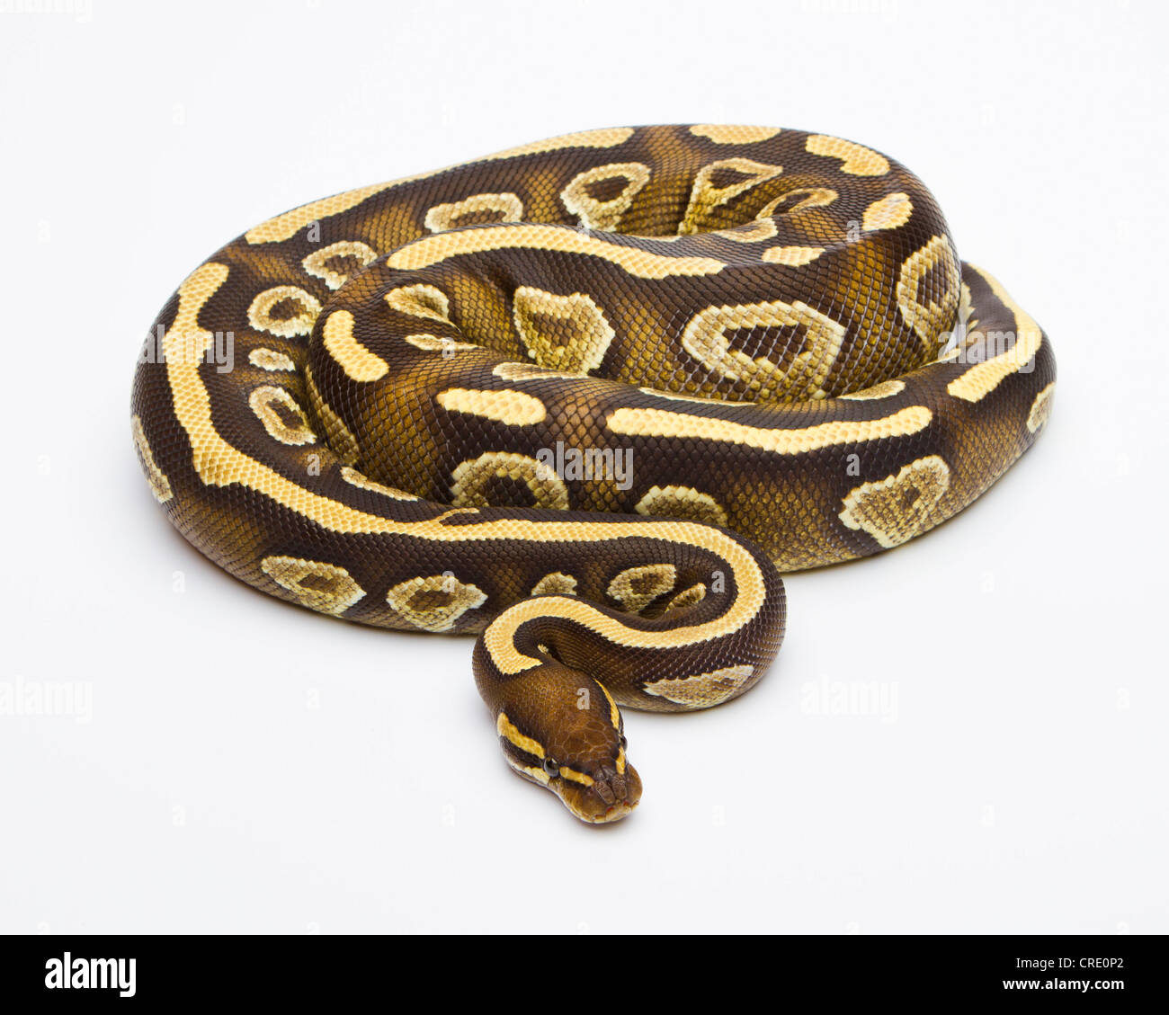 Python royal (Python regius), Phantom son ventre jaune, femme, Willi Obermayer, élevage de reptiles Autriche Banque D'Images