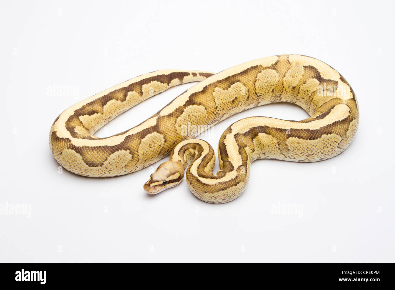 Python royal (Python regius), crème vanille, homme, Willi Obermayer, élevage de reptiles Autriche Banque D'Images