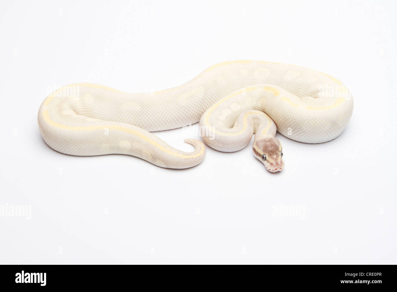 Python royal (Python regius), Opal Diamond, homme, Willi Obermayer, élevage de reptiles Autriche Banque D'Images