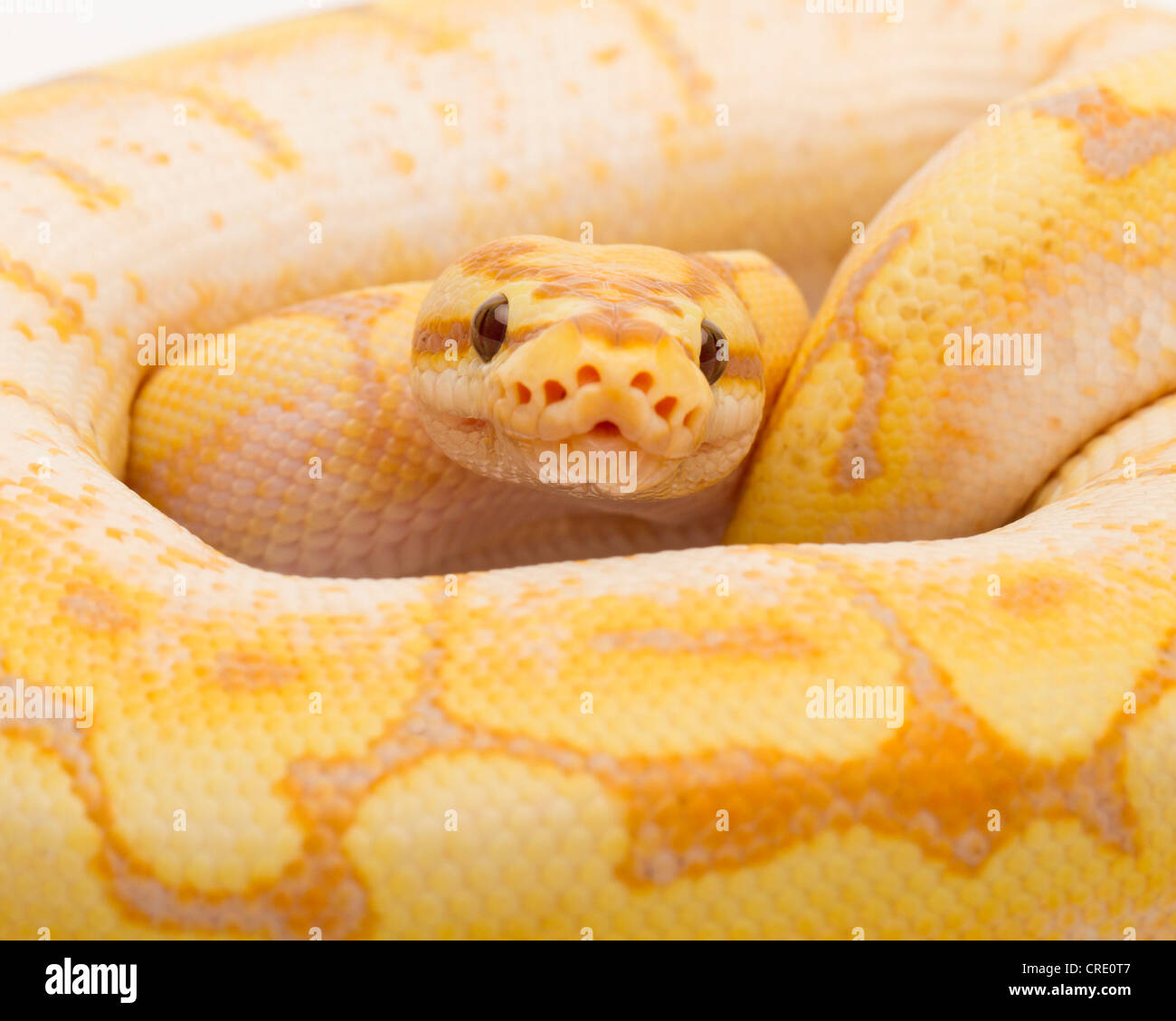Python royal (Python regius), Spider CG, homme, Willi Obermayer, élevage de reptiles Autriche Banque D'Images