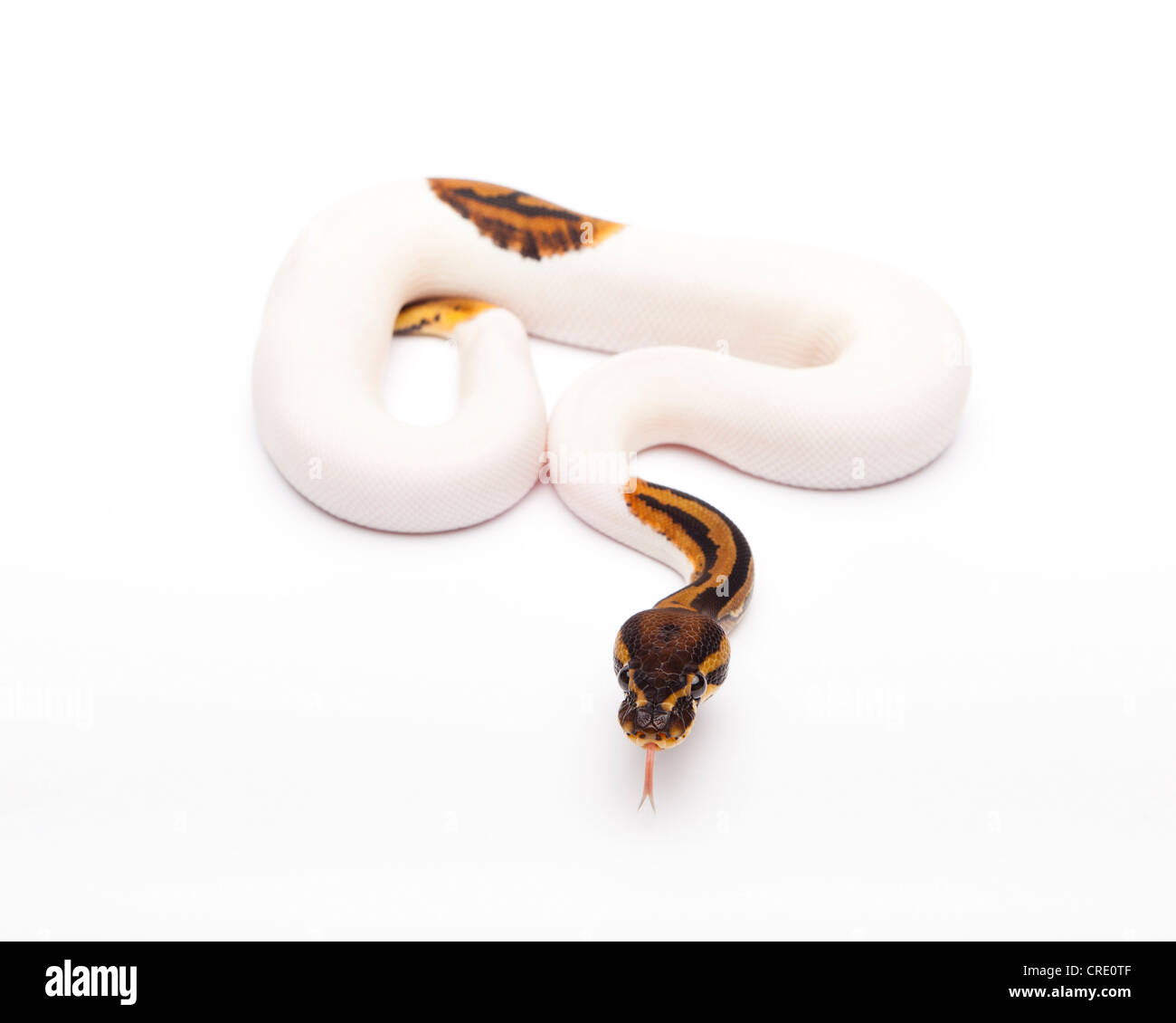 Python royal (Python regius), Willi Obermayer, élevage de reptiles Autriche Banque D'Images