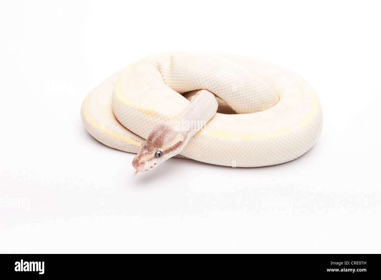 Python royal (Python regius), Opal Diamond, homme, Willi Obermayer, élevage de reptiles Autriche Banque D'Images