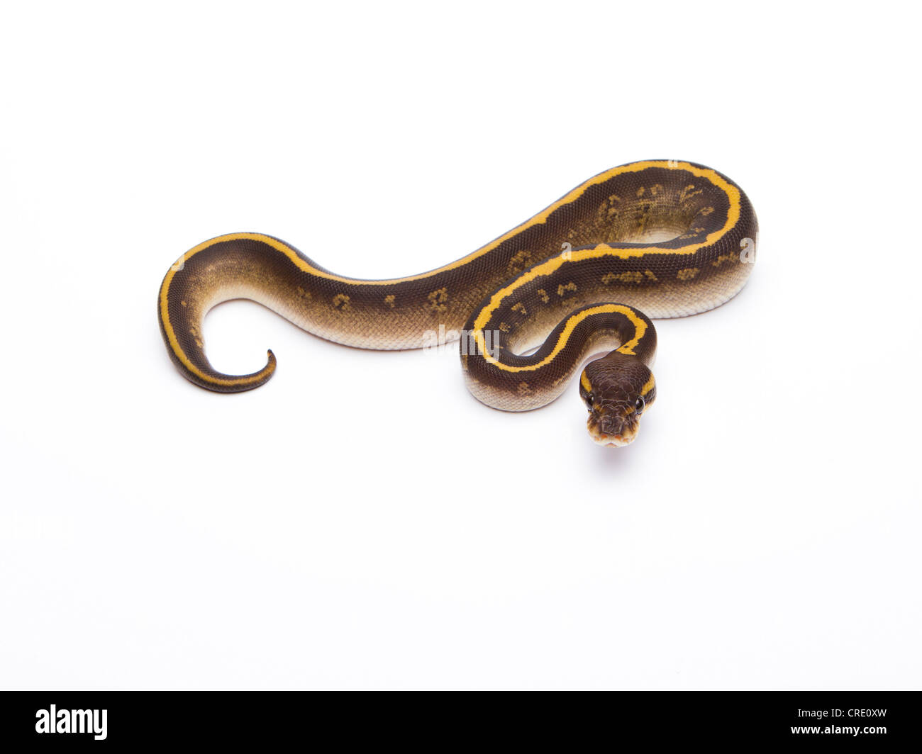 Python royal (Python regius), Mojave Granit, femme, éleveur de reptiles Willi Obermayer, Autriche Banque D'Images