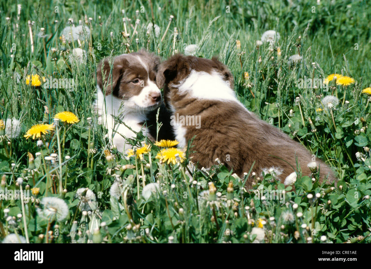 Chiots berger australien, 6 SEMAINES Banque D'Images