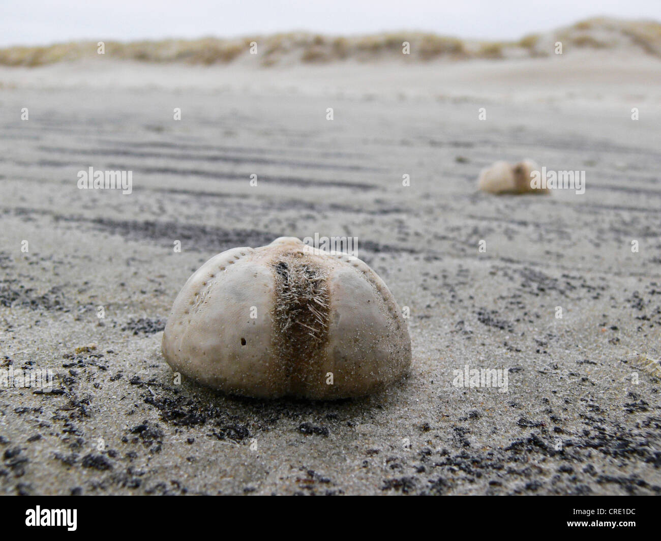 Coeur-commun, de l'oursin oursin de mer, coeur de pomme de terre (Echinocardium cordatum), deux individus à tideland, ALLEMAGNE, Basse-Saxe, Spiekeroog Banque D'Images Coeur-commun, de l'oursin oursin de mer, coeur de pomme de terre (Echinocardium cordatum), deux individus à tideland, ALLEMAGNE, Basse-Saxe, Spiekeroog Banque D'Images