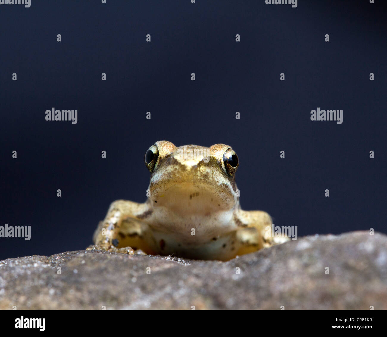 Grenouille agile (Rana dalmatina), Marchfeld, Basse Autriche, Autriche, Europe Banque D'Images