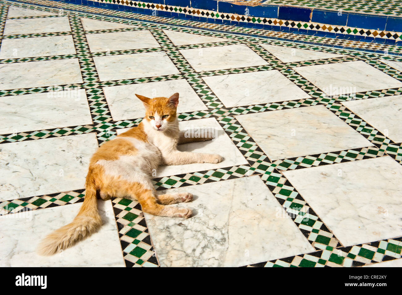Chat assis sur un étage avec carreaux de mosaïque zellige, Palais Bahia, Marrakech, Maroc, Afrique Banque D'Images