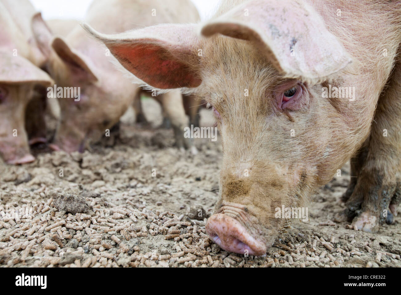 Gamme de porcs biologiques sur une ferme à Bridport, Dorset, UK. Banque D'Images