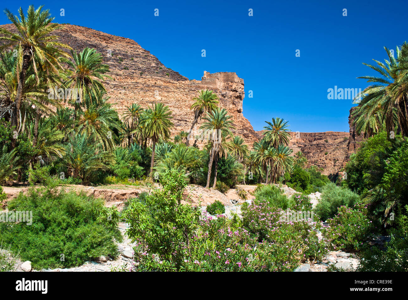 Lit de rivière à sec de l'Id Aissa avec date d'arbres (Phoenix) et la floraison laurier-rose (Nerium oleander) près de l'Agadir Aguelluy Banque D'Images