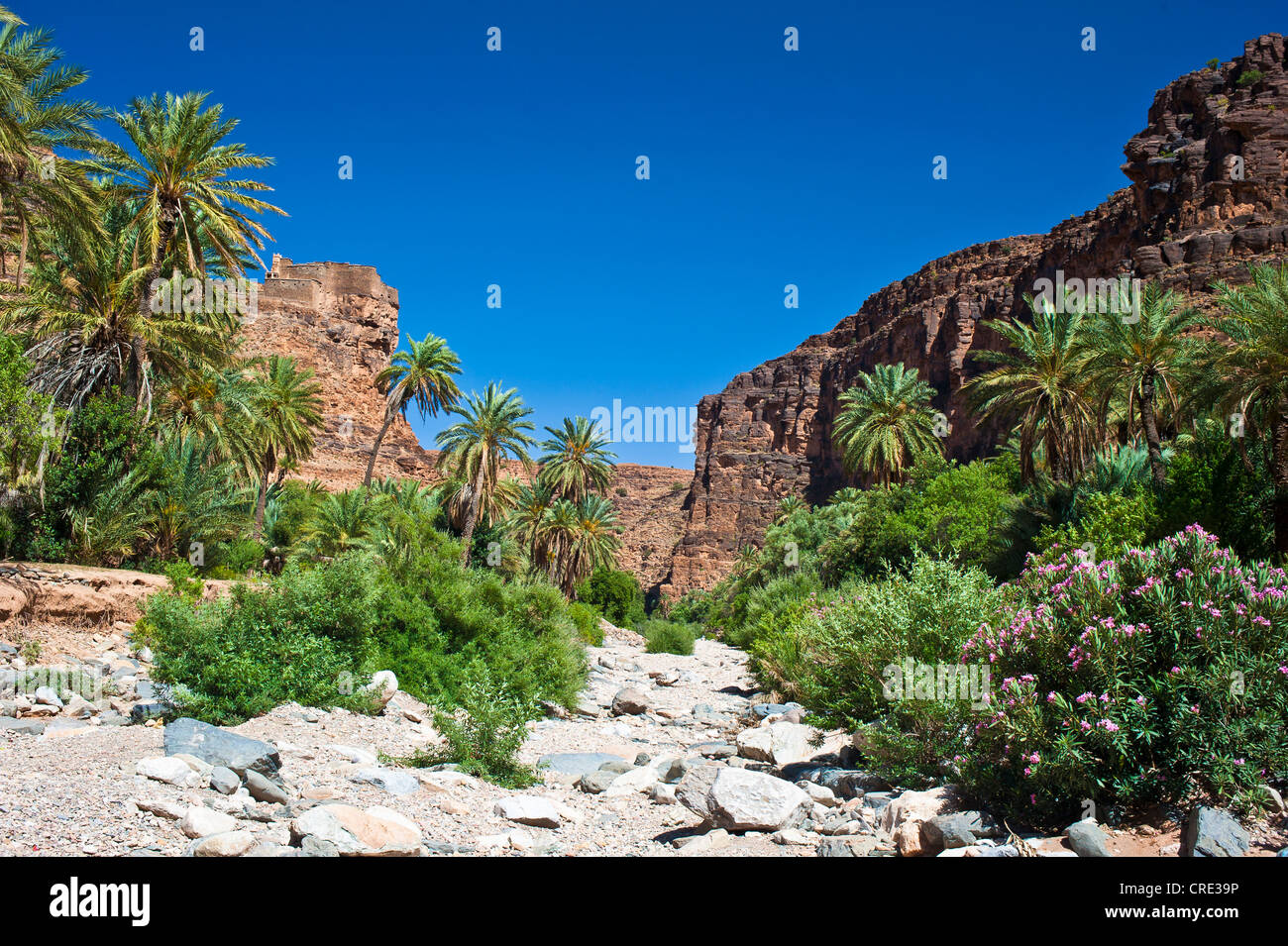 Lit de rivière à sec de l'Id Aissa avec date d'arbres (Phoenix) et la floraison laurier-rose (Nerium oleander) près de l'Agadir Aguelluy Banque D'Images