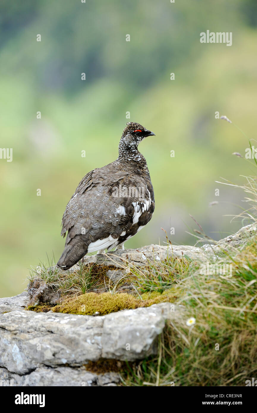 Lagopède ou le lagopède alpin (Lagopus muta), homme, été plumage, perché sur la roche, Wang, Oberland Bernois, Suisse Banque D'Images