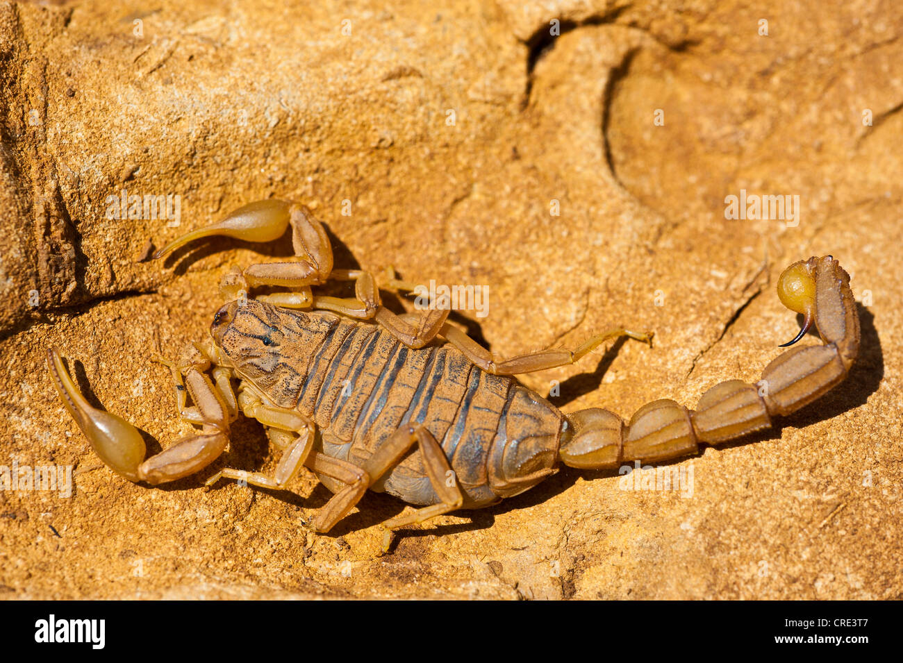 Scorpion Buthus occitanus (champ) sur une dalle de pierre, Moyen Atlas, Maroc, Afrique Banque D'Images