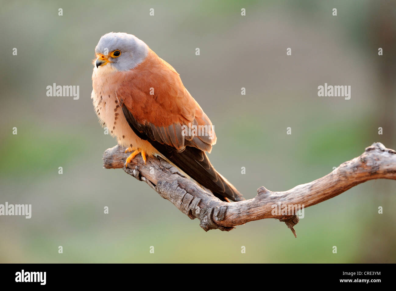 Faucon crécerellette (Falco naumanni), homme, perché sur une branche Banque D'Images