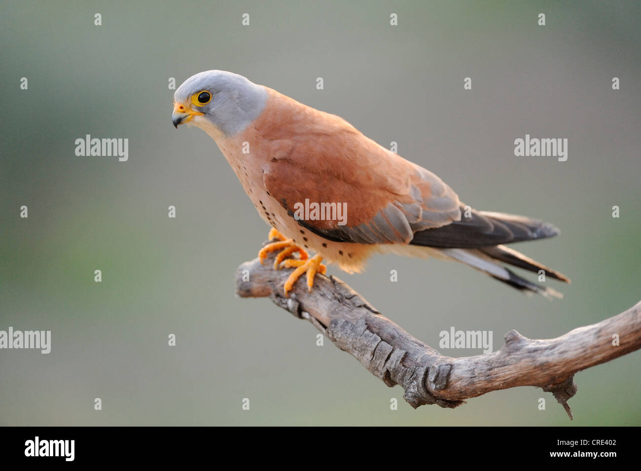 Faucon crécerellette (Falco naumanni), homme, perché sur une branche Banque D'Images