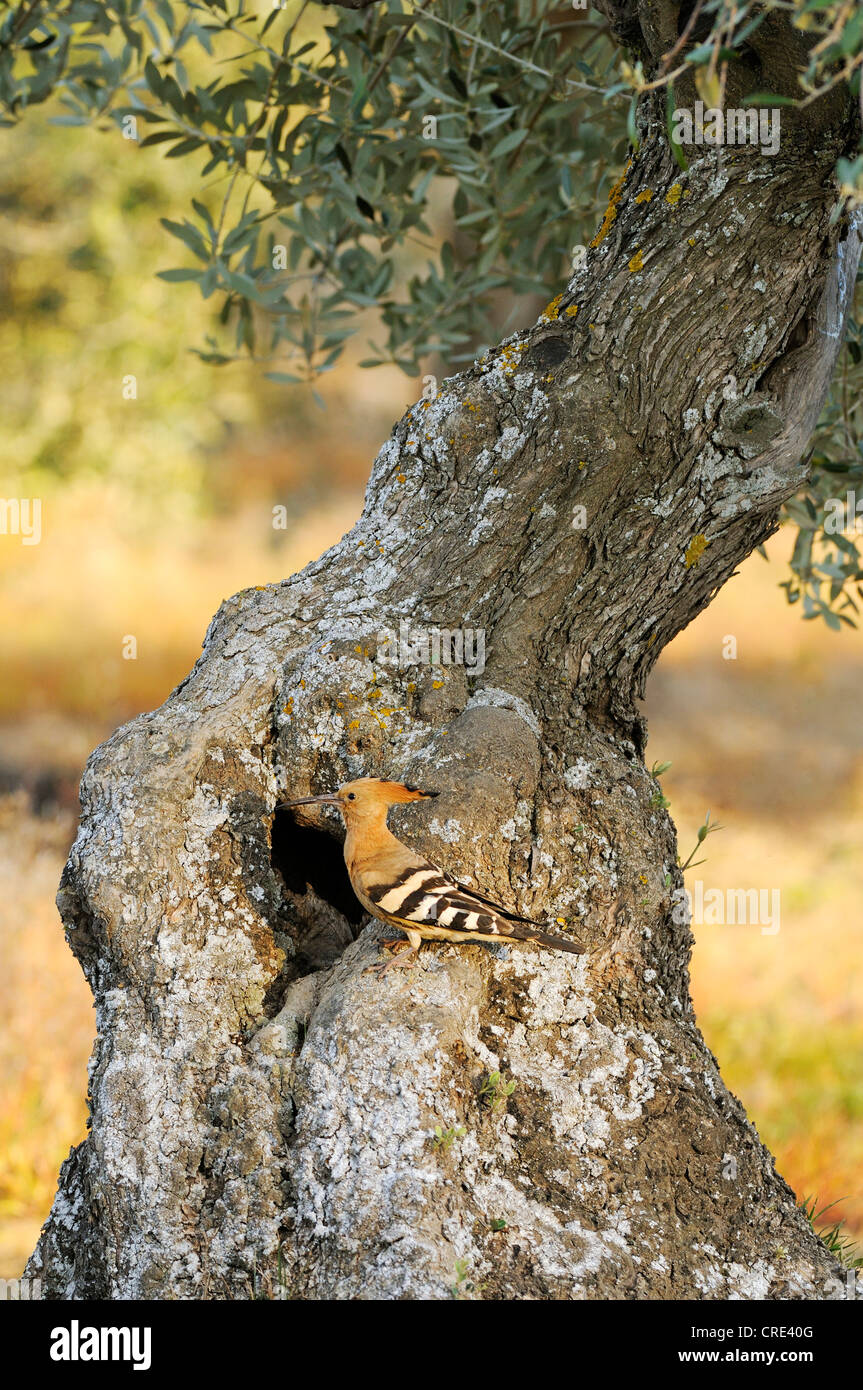 Huppe fasciée (Upupa epops), assis en face de son trou de nidification dans un vieil olivier Banque D'Images