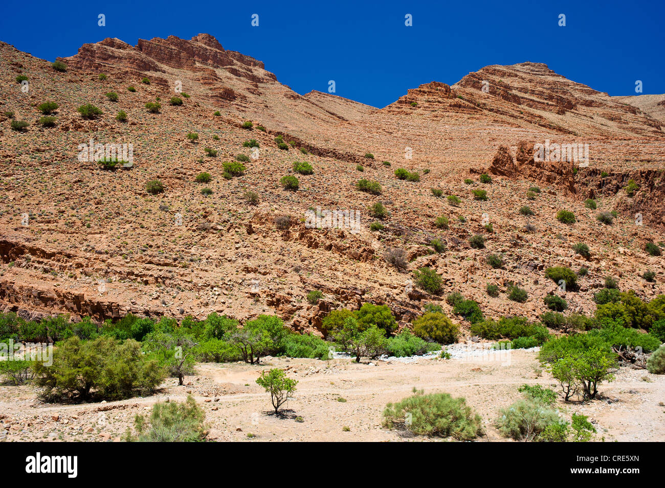 Paysage rocheux avec des arbres et arbustes poussant dans un lit de rivière à sec, l'Ait Mansour Valley, Anti-Atlas, le sud du Maroc Banque D'Images