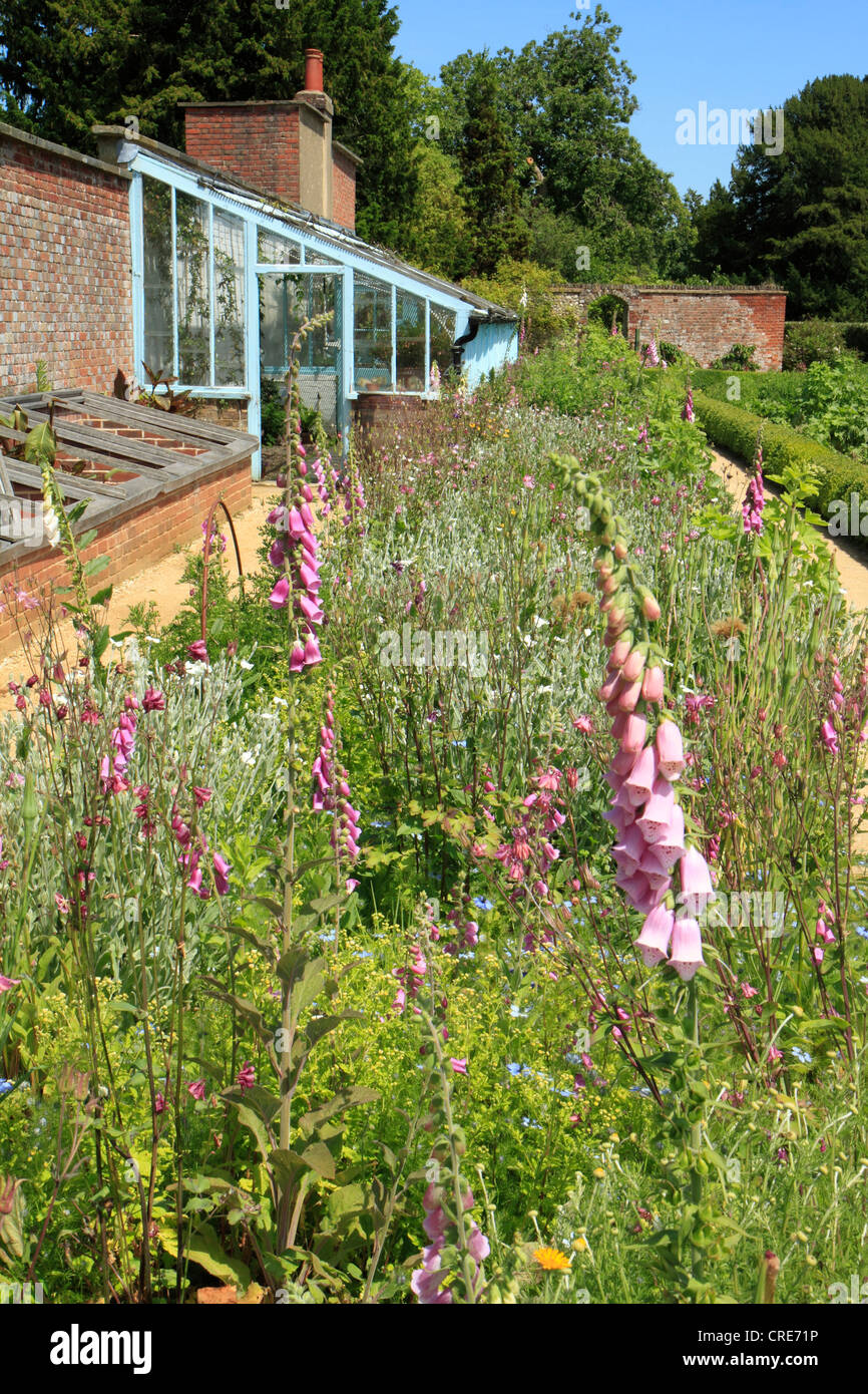 Jardin de fleurs sauvages et les émissions à Down House, maison de Charles Darwin, Downe, Kent UK Banque D'Images