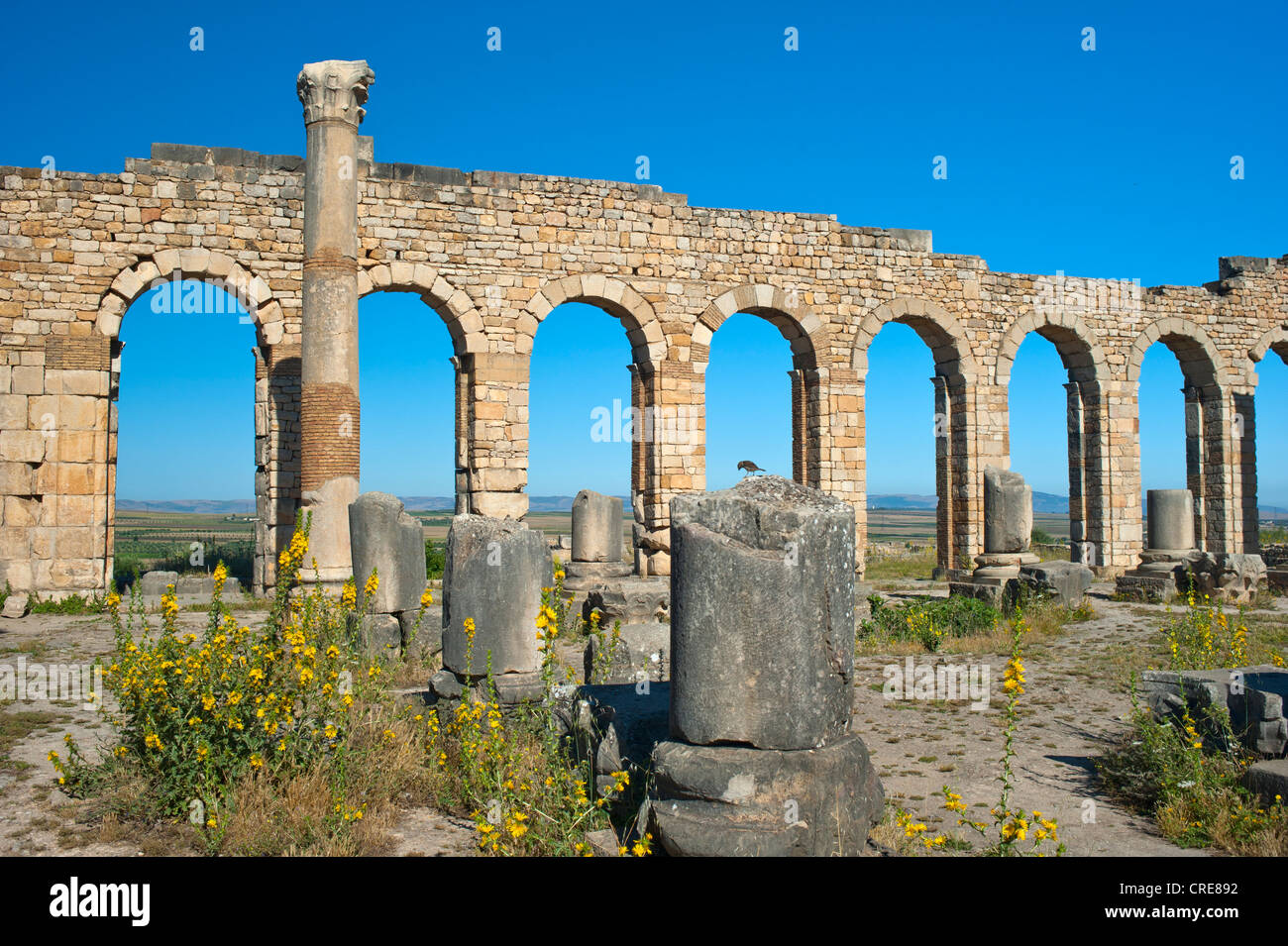 Basilique, vestiges romains, ancienne ville de Volubilis, UNESCO World Heritage Site, Maroc, Afrique du Nord, Afrique Banque D'Images