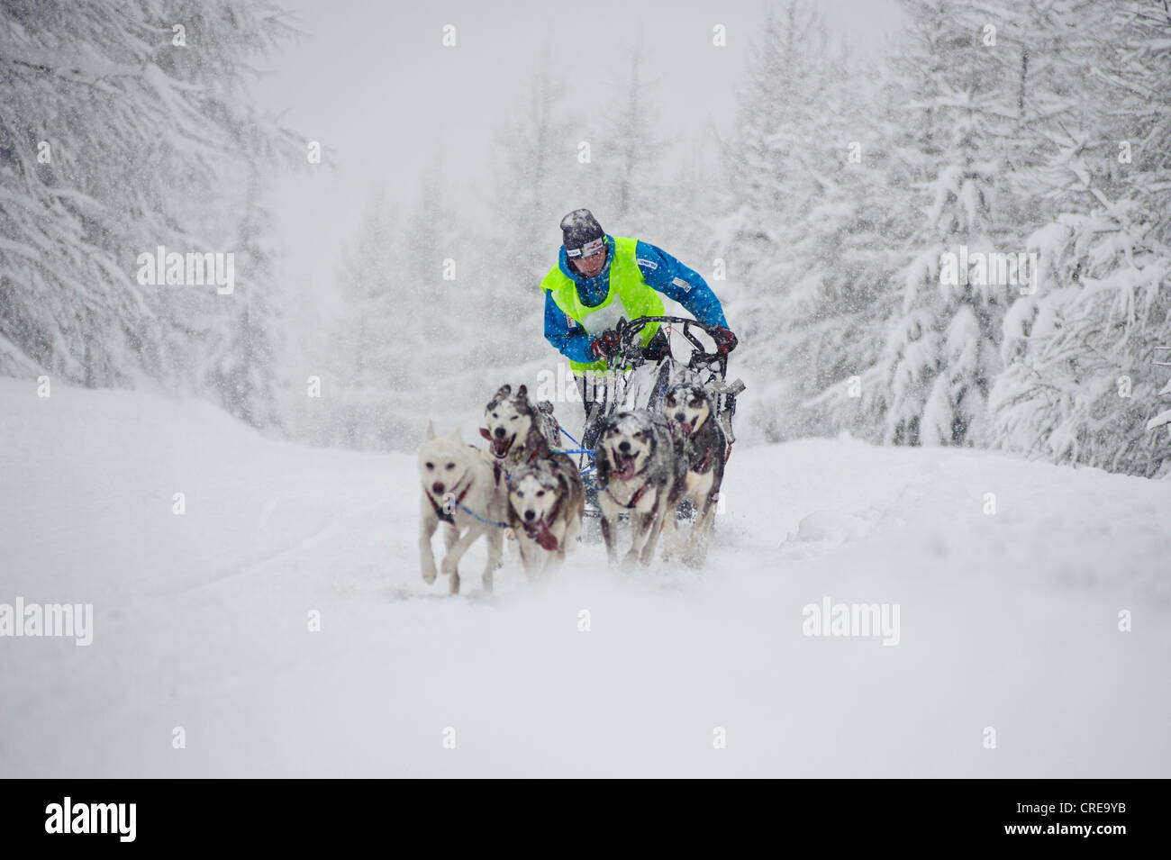 Course en traîneaux à chiens dans Jakuszyce, Pologne. Banque D'Images