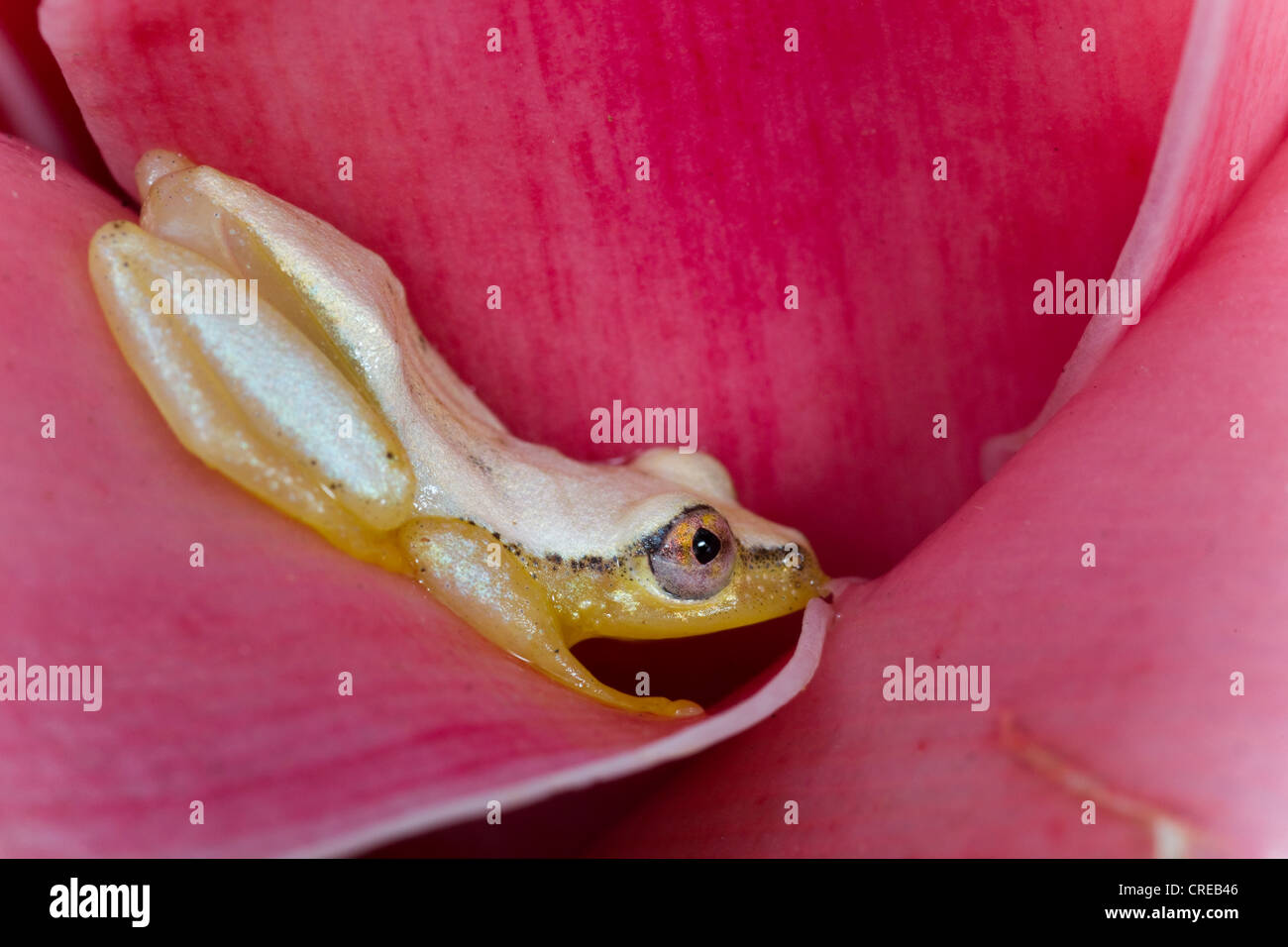 Madagascar Reed Grenouille (Heterixalus madagascariensis), Frog change de couleur le jour et nuit, Madagascar, Afrique Banque D'Images