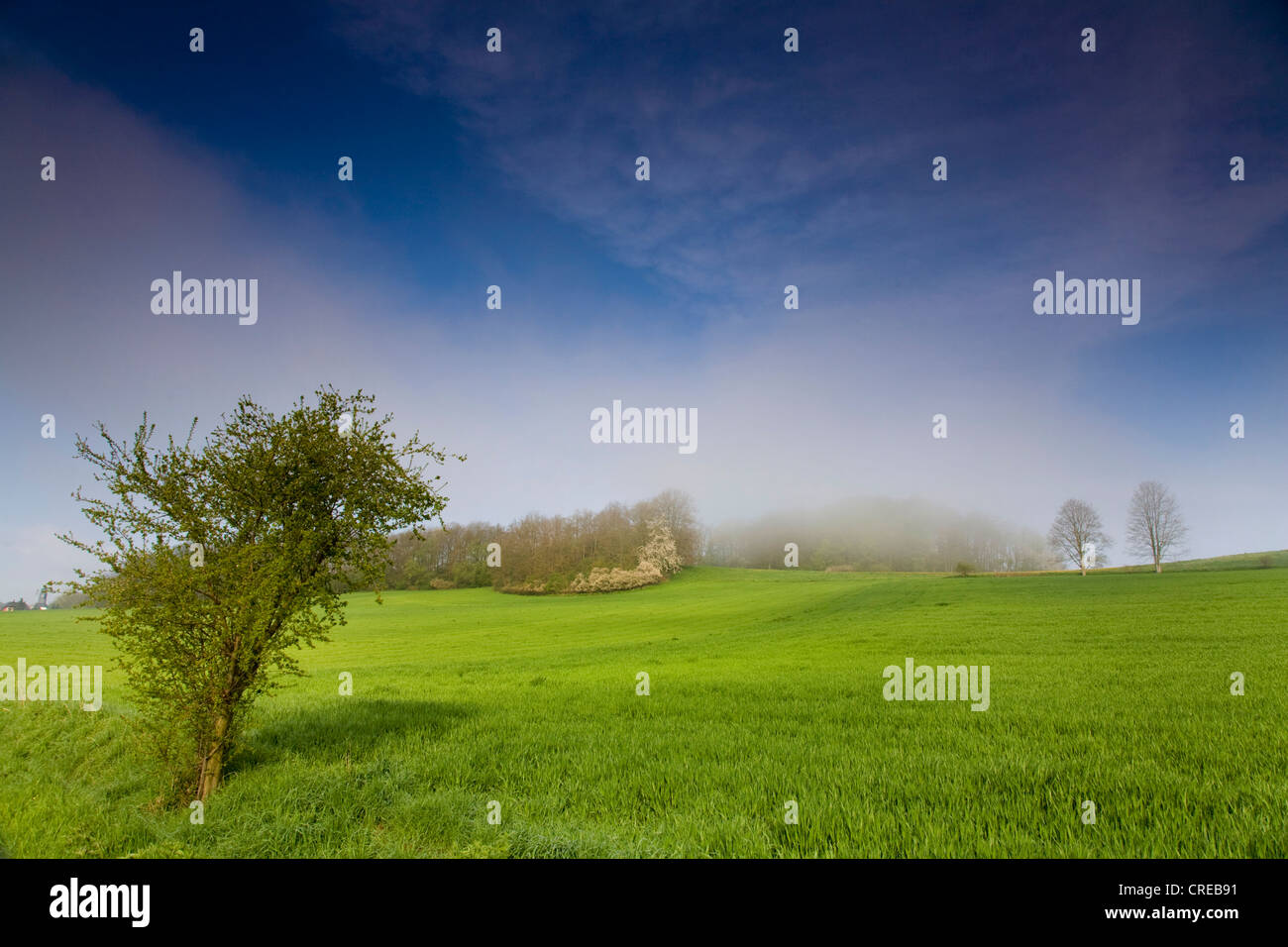 Paysage de prairie dans le brouillard, l'Allemagne, la Saxe, Vogtland Banque D'Images