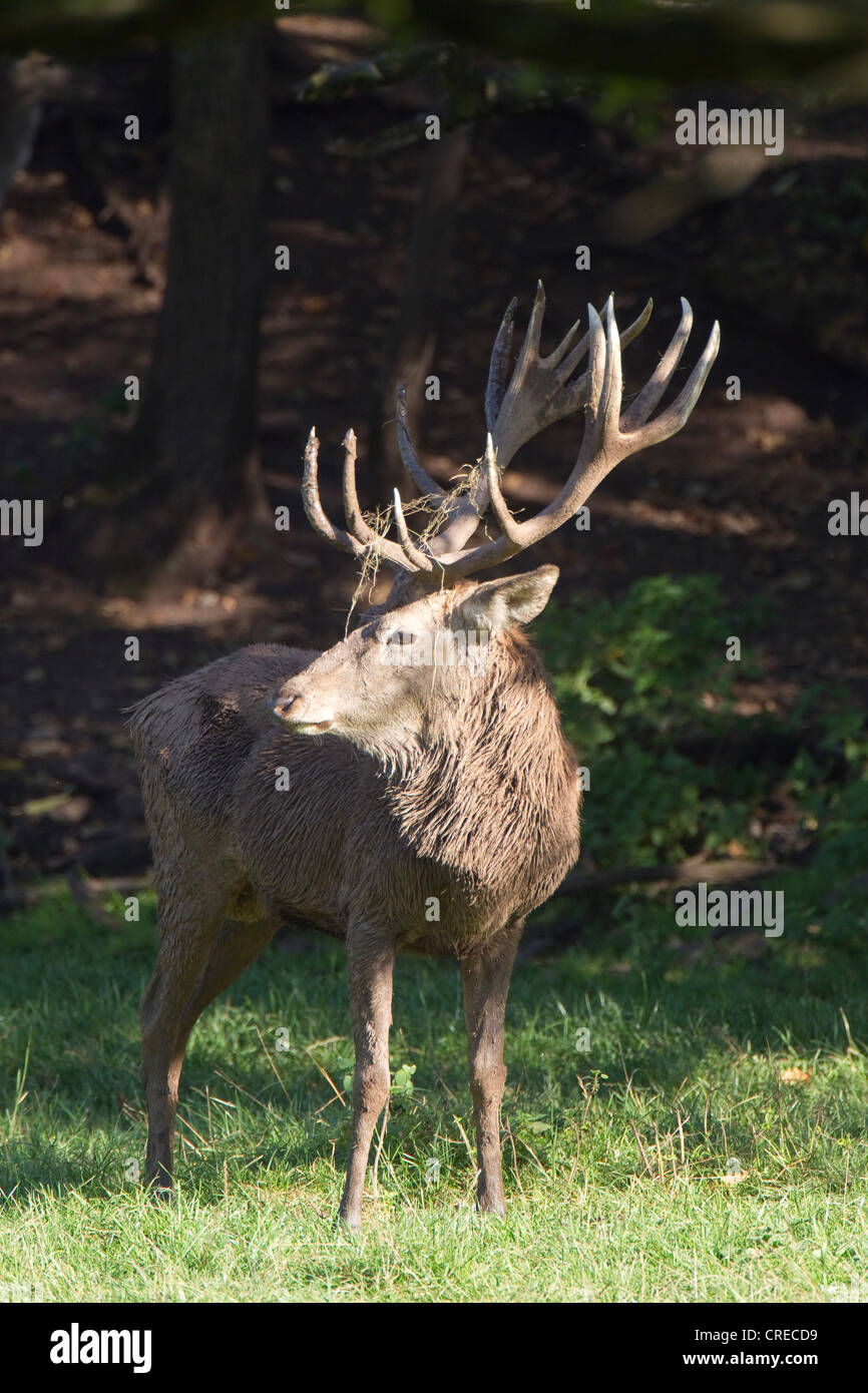 Red Deer (Cervus elaphus), Cerf, Parc Vulkaneifel Deer Park, Rhénanie-Palatinat, Allemagne, Europe Banque D'Images