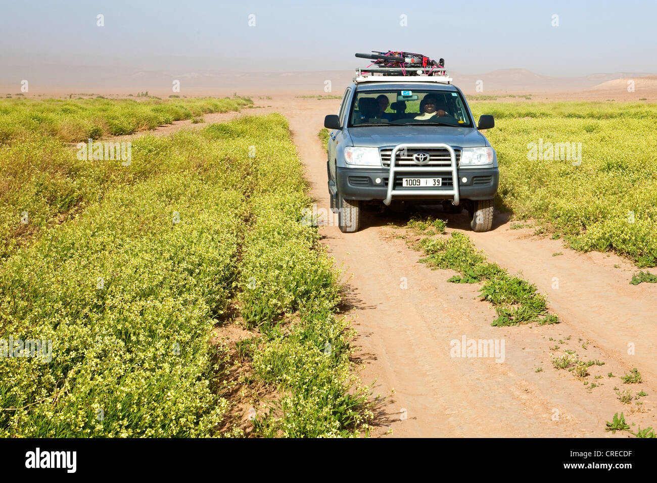 Toyota Landcruiser véhicule passant cassia plantes sur une route de gravier, région de l'Erg Chegaga, désert du Sahara, près de Banque D'Images