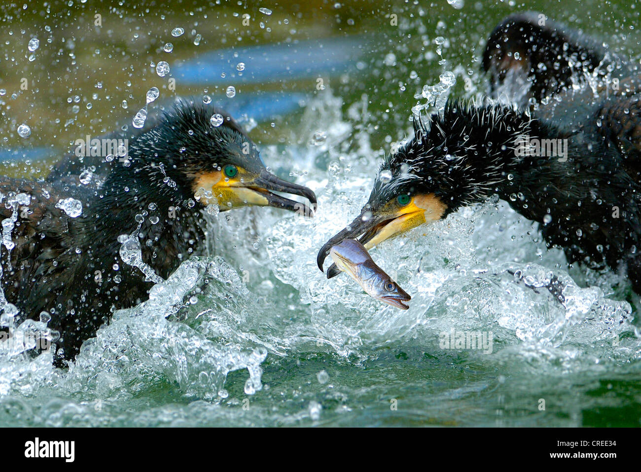 Grand Cormoran (Phalacrocorax carbo), deux grand cormoran luttant pour un poisson Banque D'Images