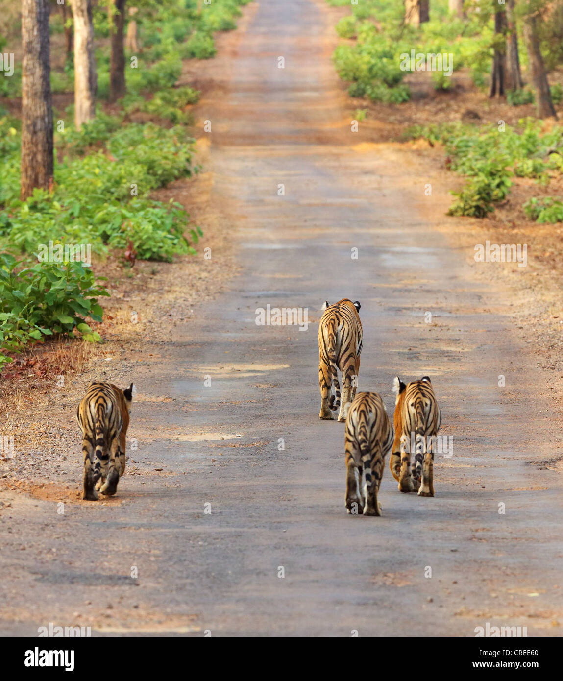 Tigresse menant trois oursons sur route goudronnée principale dans Tadoba jungle, Inde. Banque D'Images