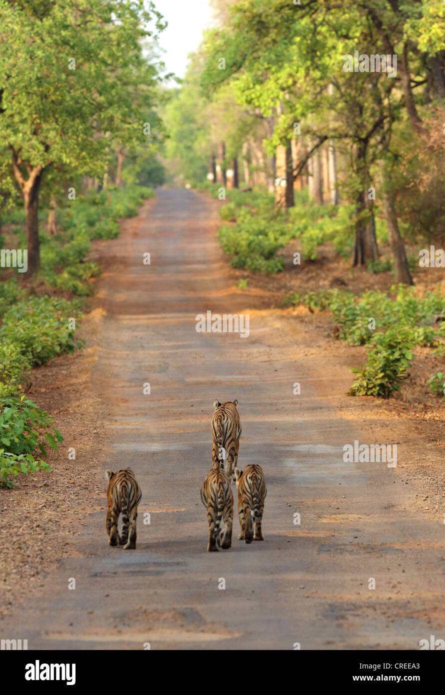 Tigresse l'amenant trois oursons sur route goudronnée principale dans Tadoba jungle, Inde. Banque D'Images