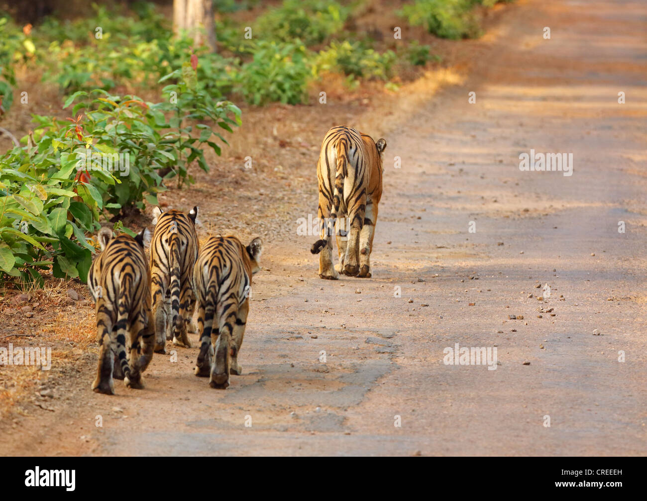 Tigresse menant trois oursons sur route goudronnée à Tadoba jungle, Inde. Banque D'Images
