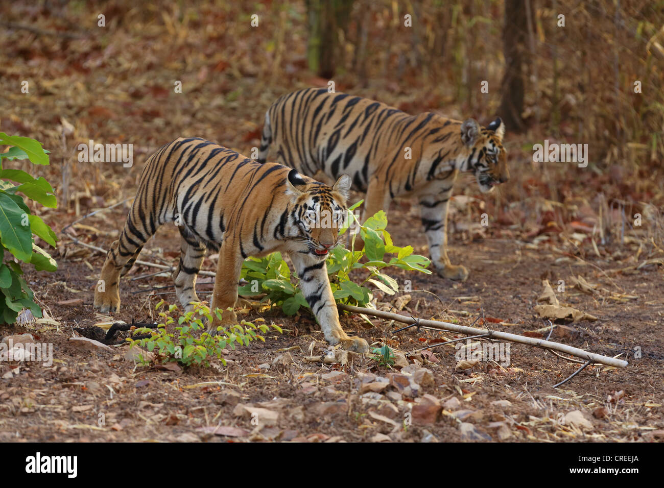 Deux tigres marche dans la jungle à Tadoba, Inde. Banque D'Images