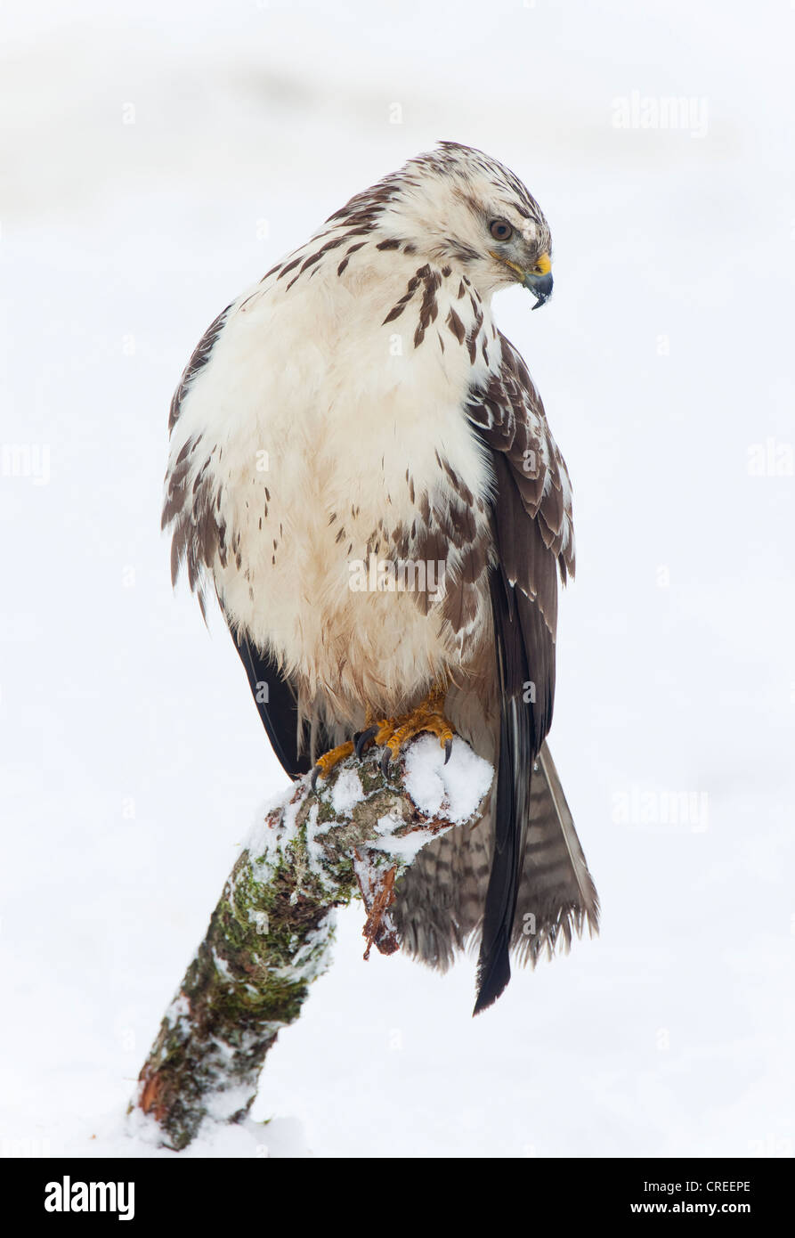 Buse variable (Buteo buteo) en hiver Banque D'Images