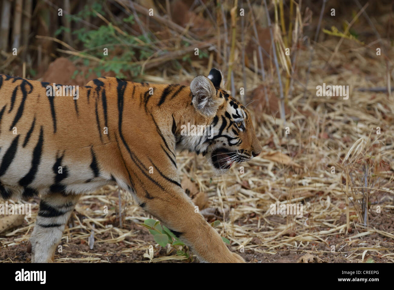 Jeune tigre marchant majestueusement dans la jungle Tadoba, Inde. Banque D'Images