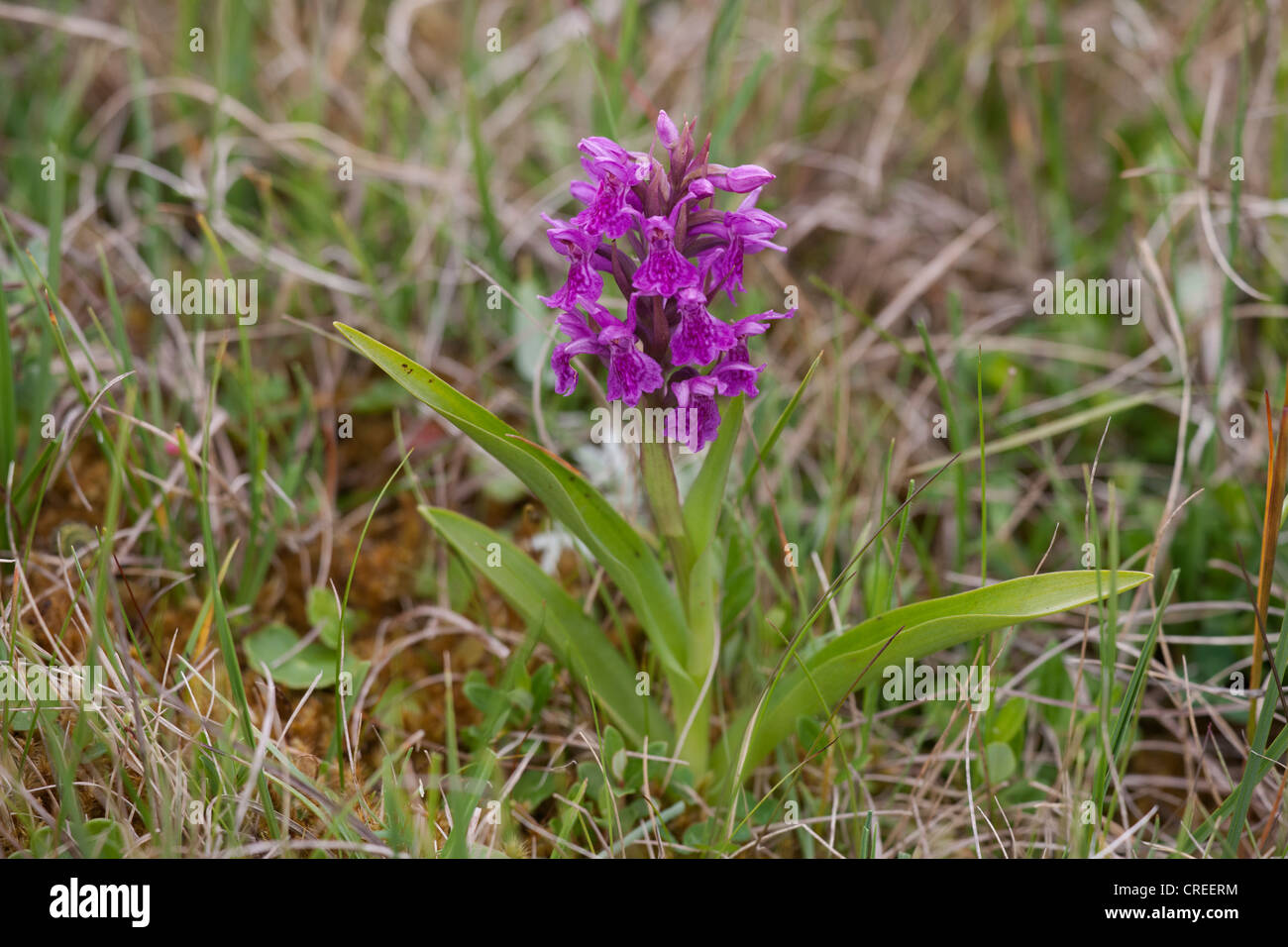 Début Marsh Orchid Dactylorhiza incarnata close-up de plante en fleur Banque D'Images