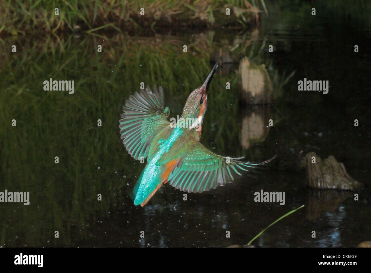 River Kingfisher (Alcedo atthis), homme battant inefficace à la chasse après avoir soulevé cacher, Allemagne, Bavière, Isental Banque D'Images