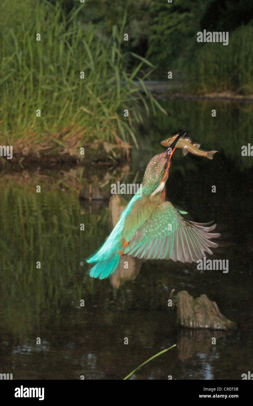 River Kingfisher (Alcedo atthis), homme avec un poisson volant dans le projet de loi, l'Allemagne, Bavière, Isental Banque D'Images