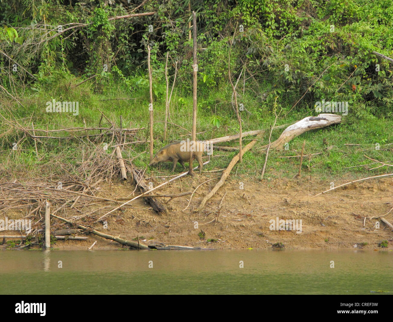 L' sanglier (Sus scrofa andamanensis, Sus andamanensis), au bord du lac au bord de la forêt tropicale, la Thaïlande, Phuket, Khao Sok NP Banque D'Images