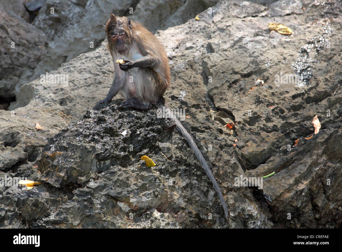 Manger du crabe, macaques (Macaca fascicularis macaque de Java, Macaca irus), l'alimentation sur un rocher après la baignade, de la Thaïlande, Phuket, Andamansee Banque D'Images