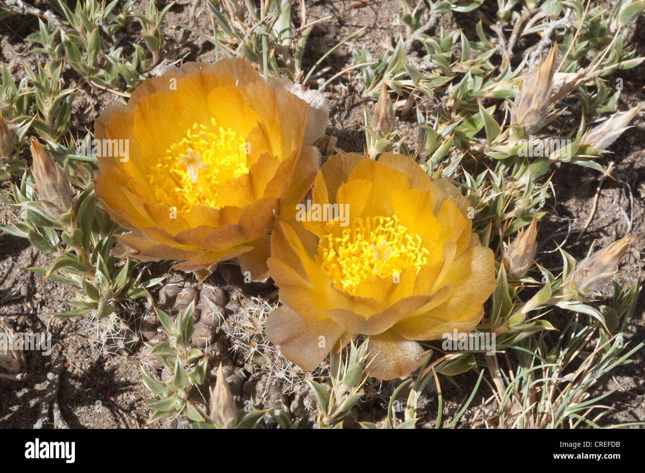 Pterocactus australis fleurs Parque Monte National Leon côte Atlantique du sud de la province de Santa Cruz, Patagonie Argentine Banque D'Images