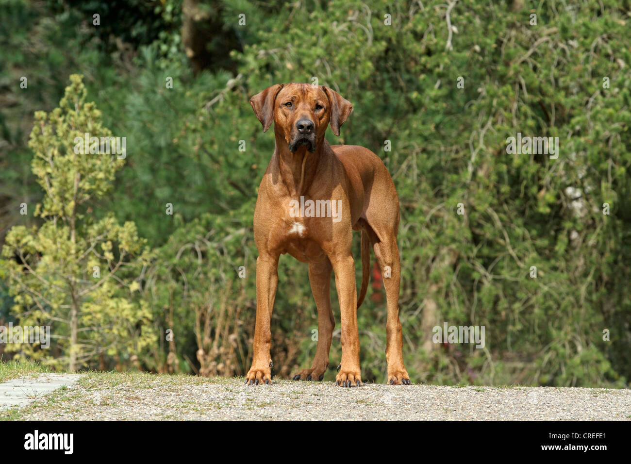 Le Rhodesian Ridgeback (Canis lupus f. familiaris), homme debout sur sentier dans un parc Banque D'Images