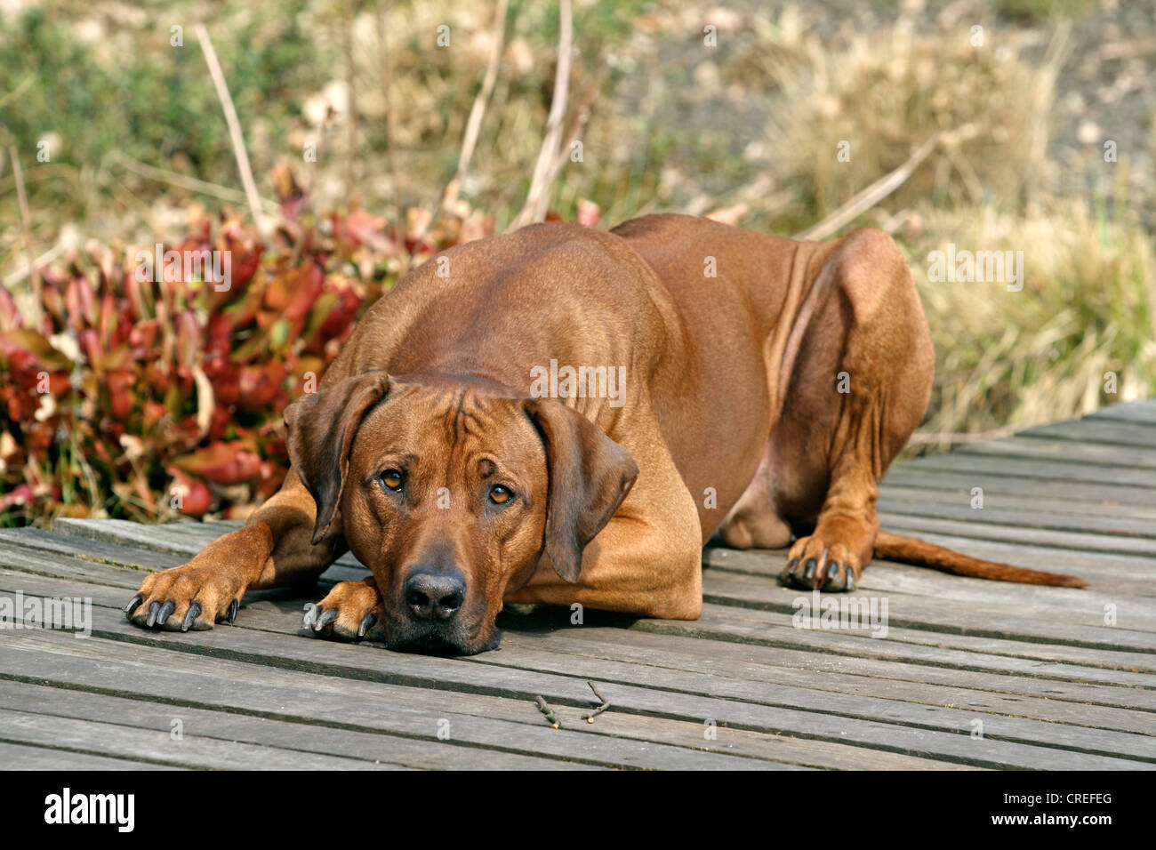 Le Rhodesian Ridgeback (Canis lupus f. familiaris), homme couché sur un pont en bois dans un parc Banque D'Images