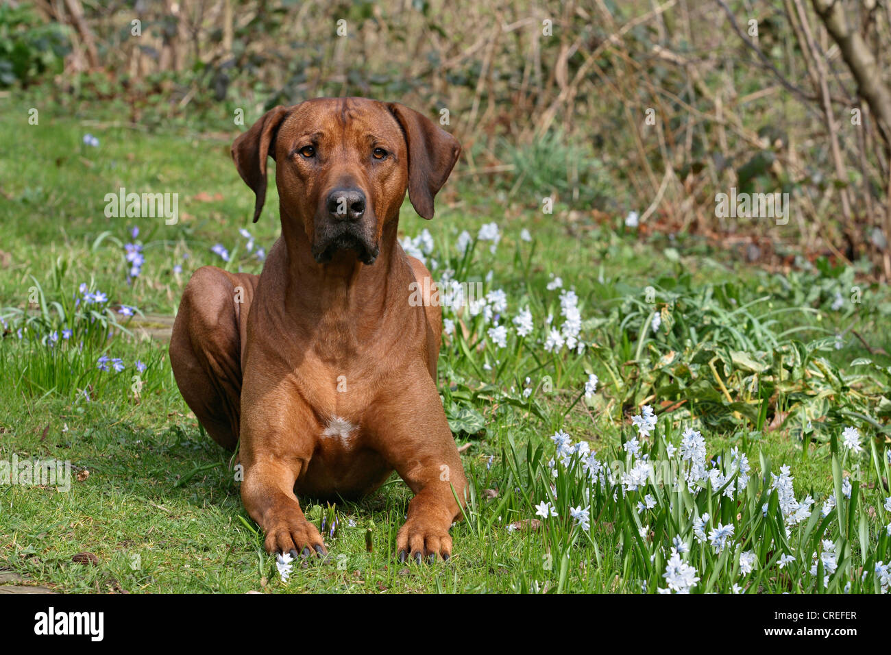 Le Rhodesian Ridgeback (Canis lupus f. familiaris), homme couché sur une prairie de fleurs, Allemagne Banque D'Images