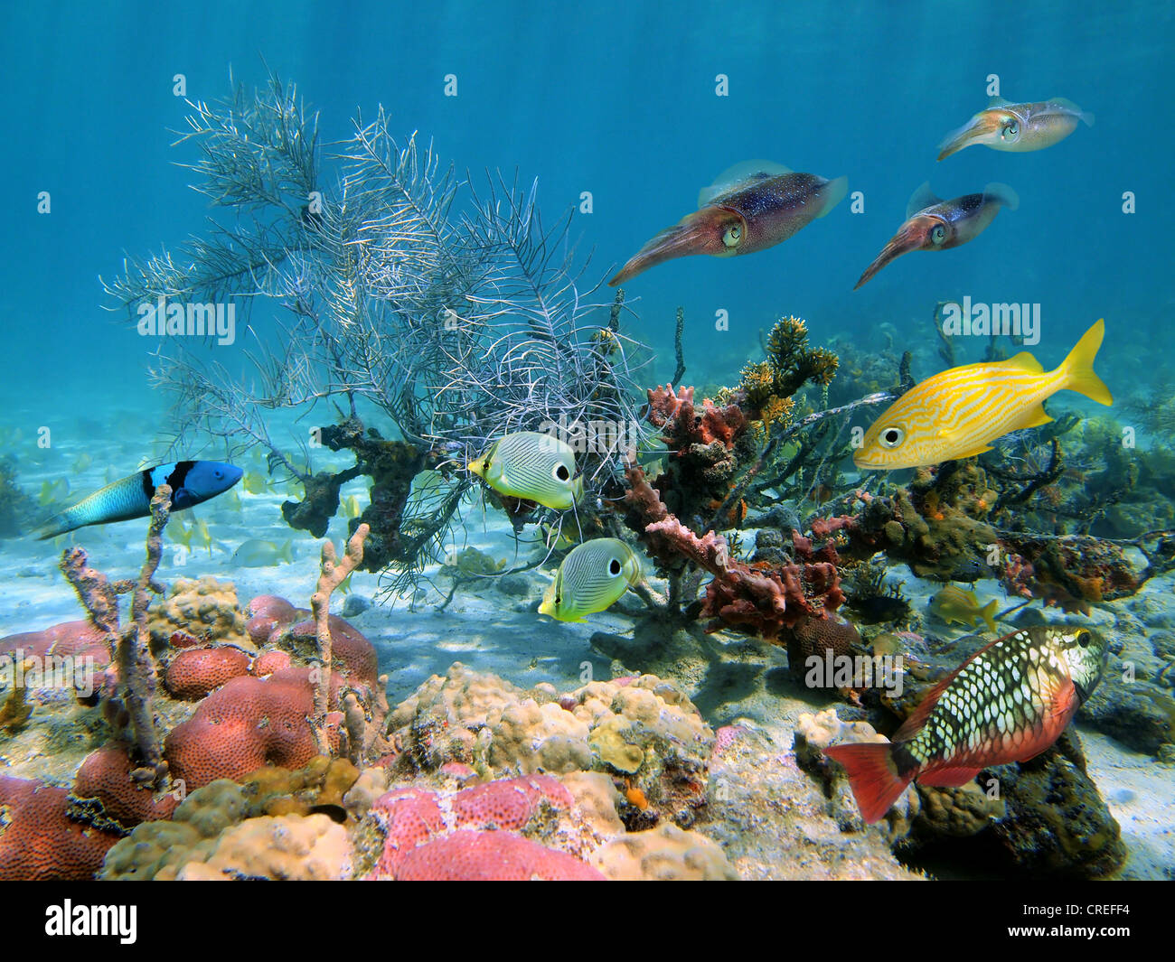 Sous-marins à la vie des poissons tropicaux et des Caraïbes reef calmars dans un récif de corail Banque D'Images