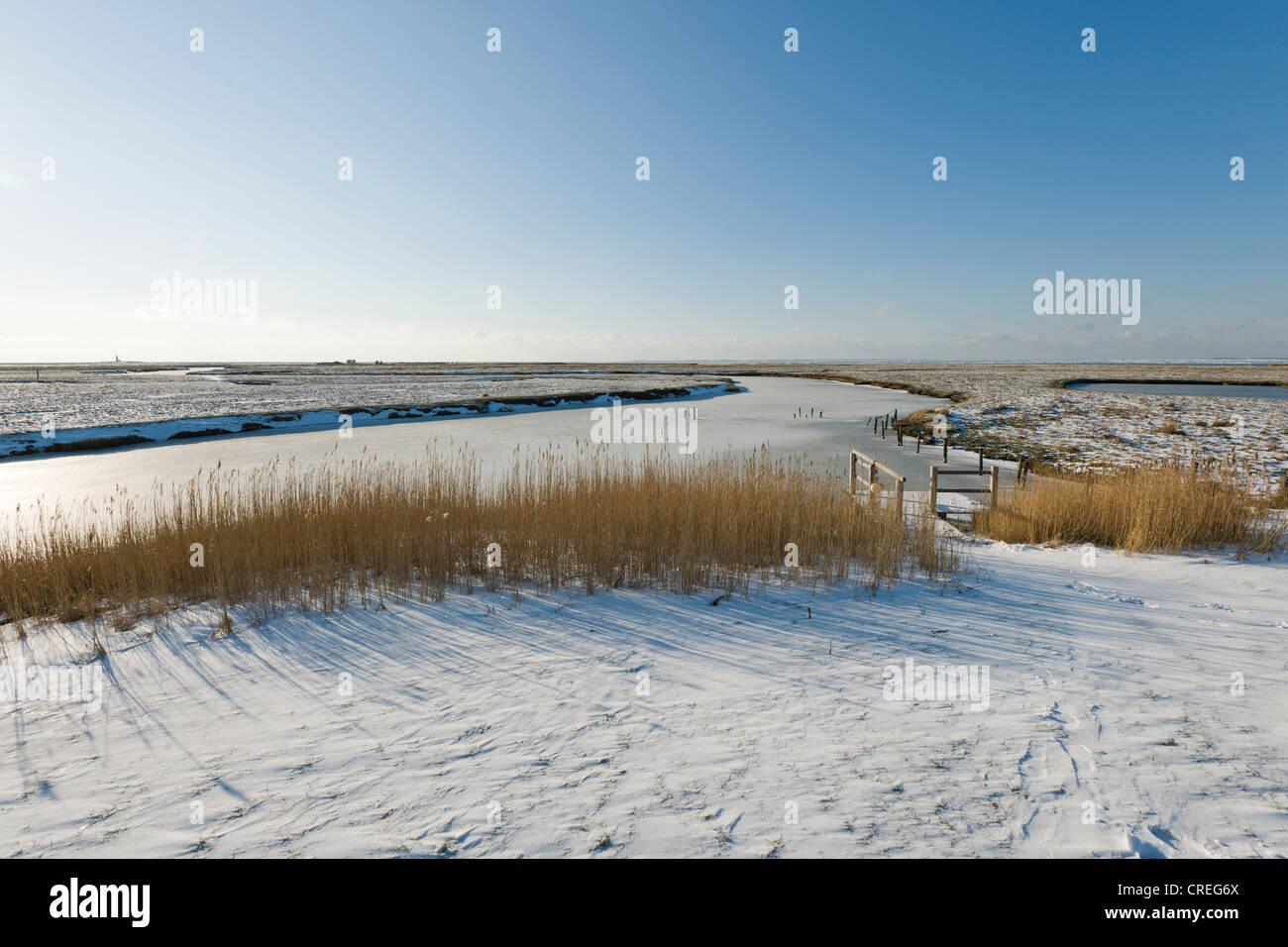 Hallig Langeness sur Mayenswarf, holm, en hiver, Frise du Nord, du nord de l'Allemagne, l'Allemagne, de l'Europe Banque D'Images