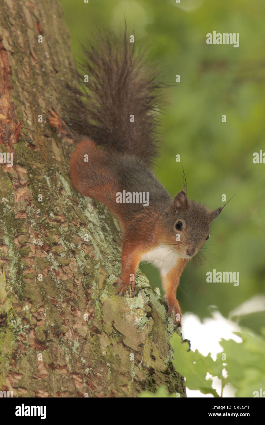 L'écureuil roux européen eurasien, l'écureuil roux (Sciurus vulgaris), l'escalade à un tronc d'arbre la tête la première, l'Allemagne, la Bavière Banque D'Images