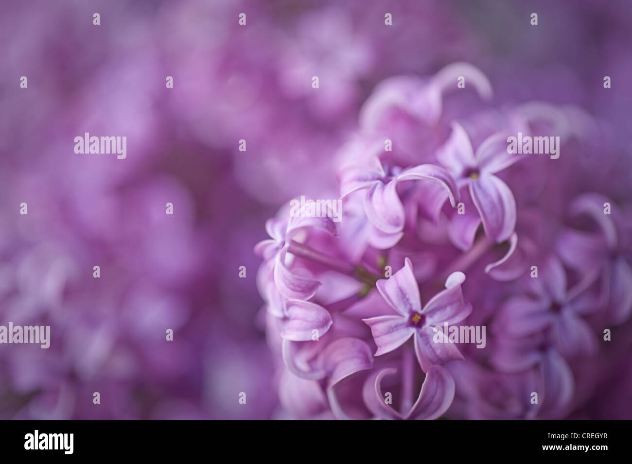 Lilas mauves Banque D'Images