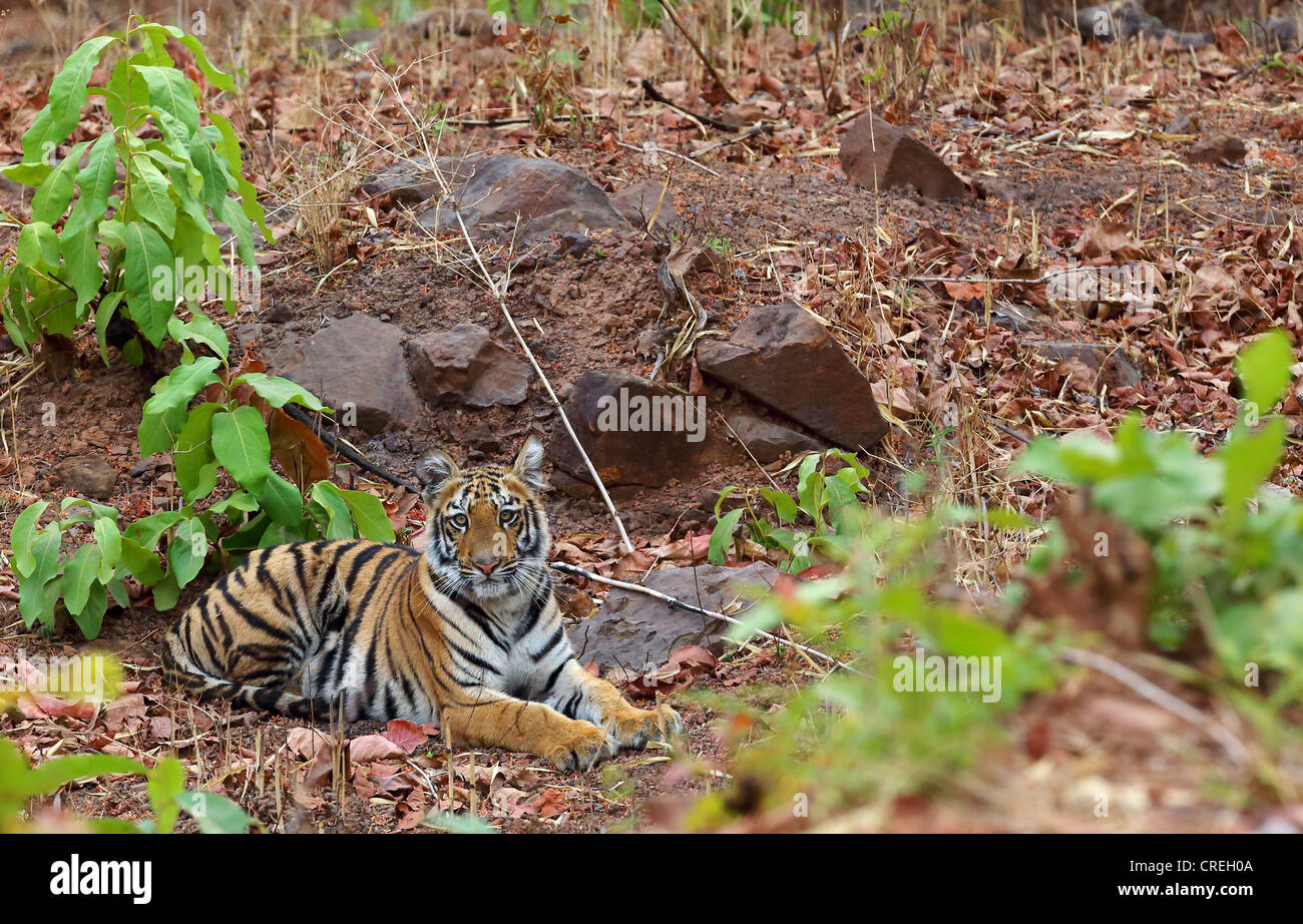 Tiger Cub regarder photographe à Tadoba habitat jungle en Inde. Banque D'Images