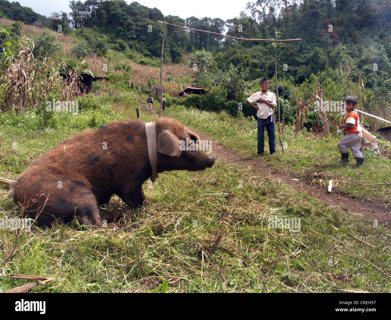 Village maya proche de Nebaj avec big pig et un terrain de football, Guatemala, Nebaj, Quiché, Banque D'Images