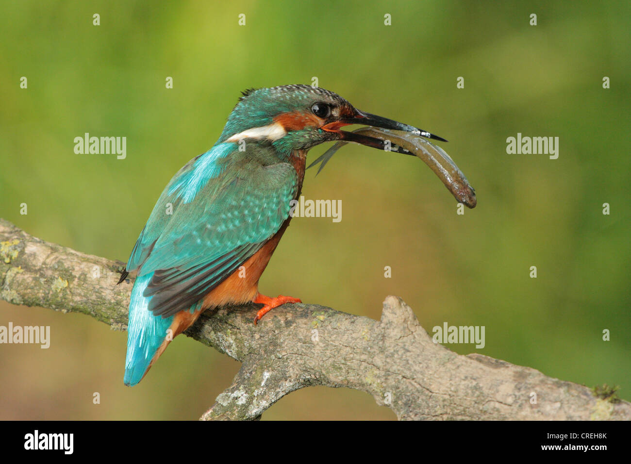 River Kingfisher (Alcedo atthis), homme avec du poisson pêché sur une branche, l'Allemagne, la Bavière Banque D'Images
